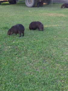 Capibarras, commonly known here as carpinchos