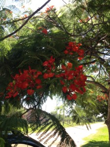 I loved these trees with the beautiful red flowers