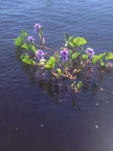 water lilies