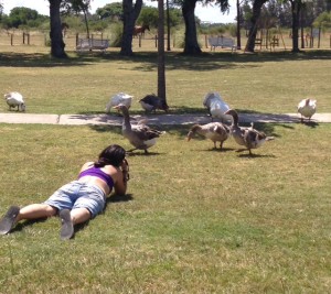 Maca and the geese